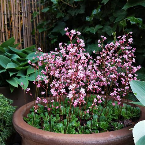 Plant FAQs: Saxifraga