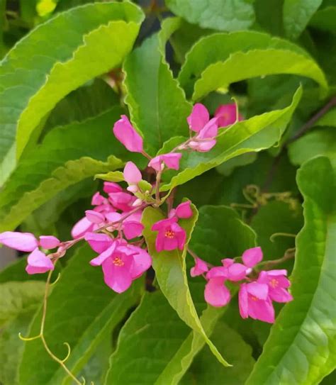 Amor Agarradinho Beleza E Versatilidade Para Seu Jardim Em Uma S