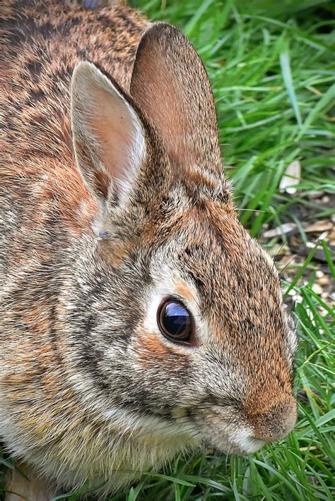 Backyard Bunny Rabbit Photo By Chet Kresiak Flickr