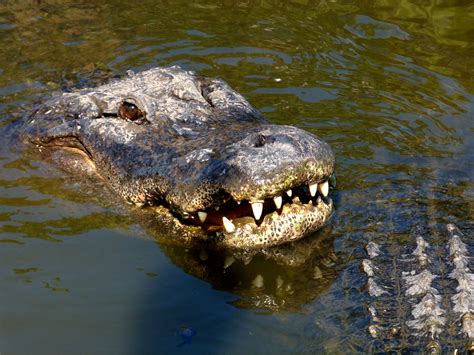 Gatorland Orlando Fl Rusty Clark 100k Photos Flickr