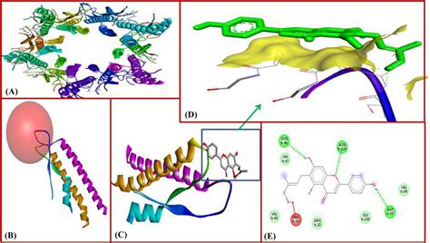 Depicture Of Molecular Docking Study A 3 D Structure Of Target