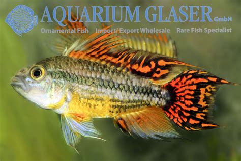 Male or female cacatuoides?? | Apistogramma.com