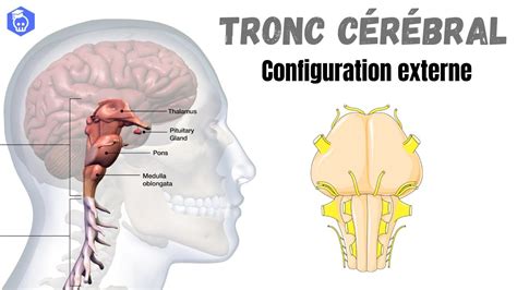 Anatomie Du Tronc C R Bral Configuration Externe Mod Le D Youtube