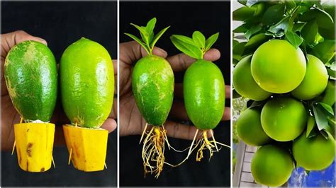 The Easiest Way To Grow Lemons From Lemon Fruits A Foolproof Procedure For 100 Success Crafty