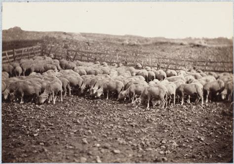 Troupeau De Moutons Constant Alexandre Famin Musée Dorsay