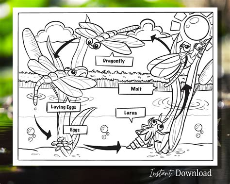 Dragonfly Life Cycle Printable Coloring Page Preschool Etsy