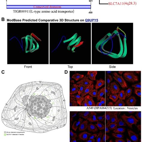 Chromosome Localization Protein Structure And Protein Localization