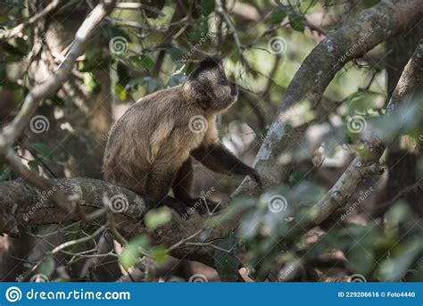 Brown Striped Tufted Capuchin Monkey Stock Photo Image Of Jungle