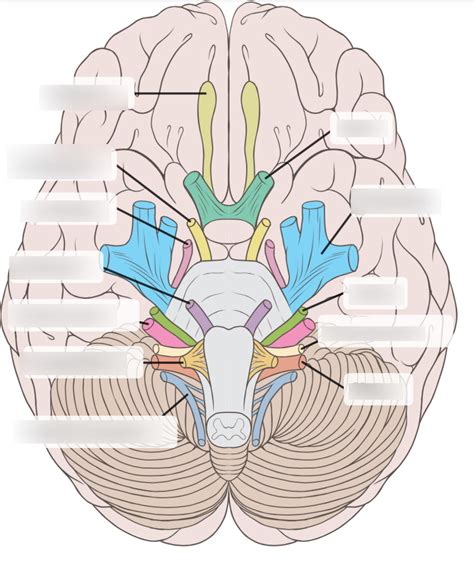 Neuro Exam 1 Diagram Quizlet