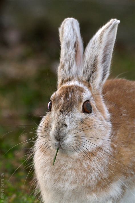 Snowshoe Hare Lièvre d Amérique Marais de St Timothée Ma Flickr