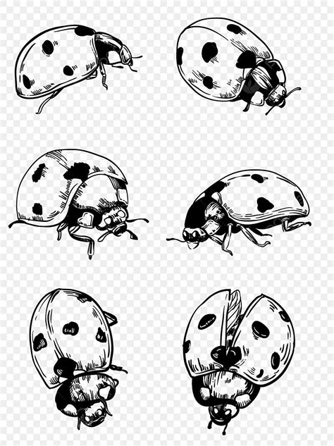 How To Draw A Realistic Ladybug