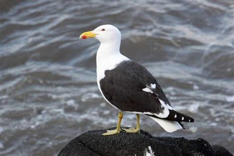 Turkish Birds in Danger