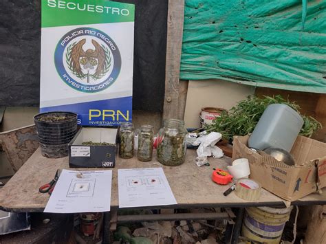 Allanamientos En Cinco Saltos Polic A Secuestr Marihuana Y Un Arma De