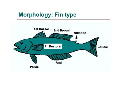 Fish Morphology