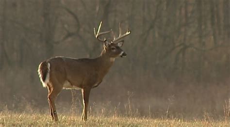 Deer In Rut Pose Danger To Motorists Wbbj Tv