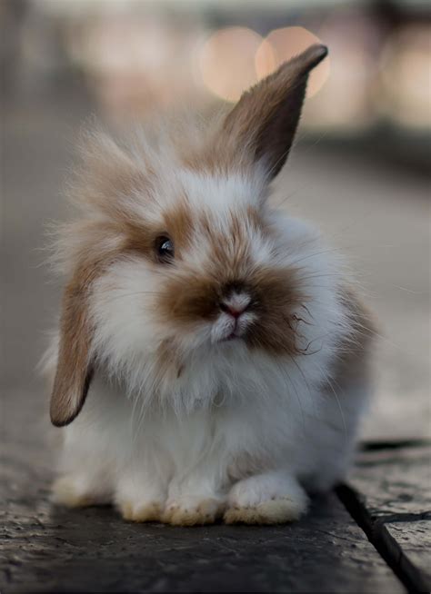 26 Rabbit Long Hair Jordinakabes