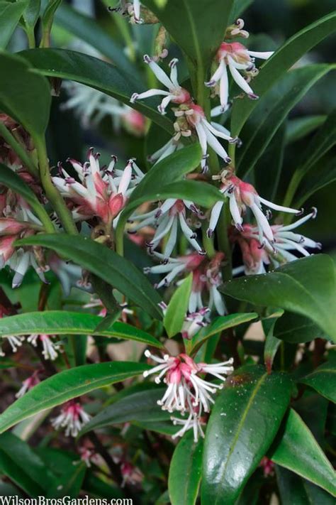 Buy Fragrant Valley Sweetbox Sarcococca Free Shipping Wilson Bros