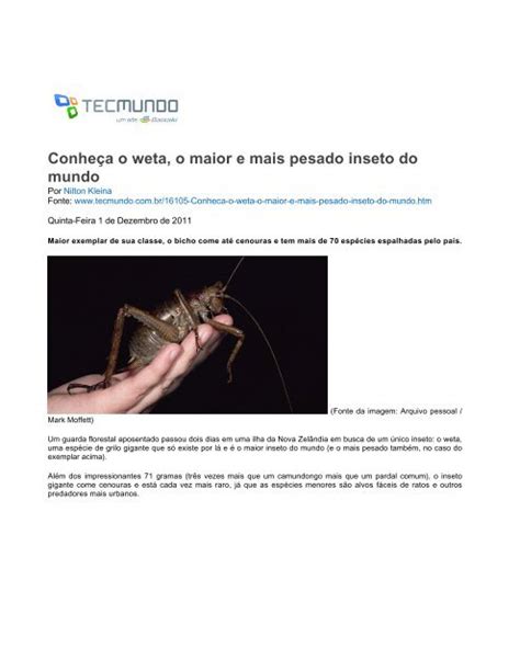 Conheça o weta o maior e mais pesado inseto do mundo TecMundo