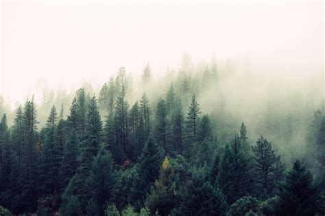 Kostenlose Foto Baum Natur Wald Wildnis Ast Berg Nebel