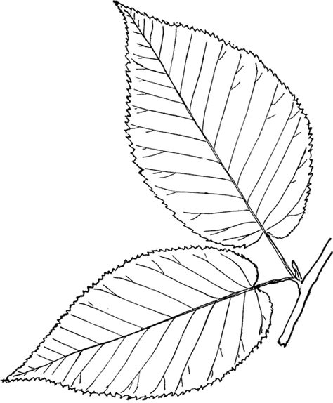 Birch Leaf Drawing at GetDrawings | Free download