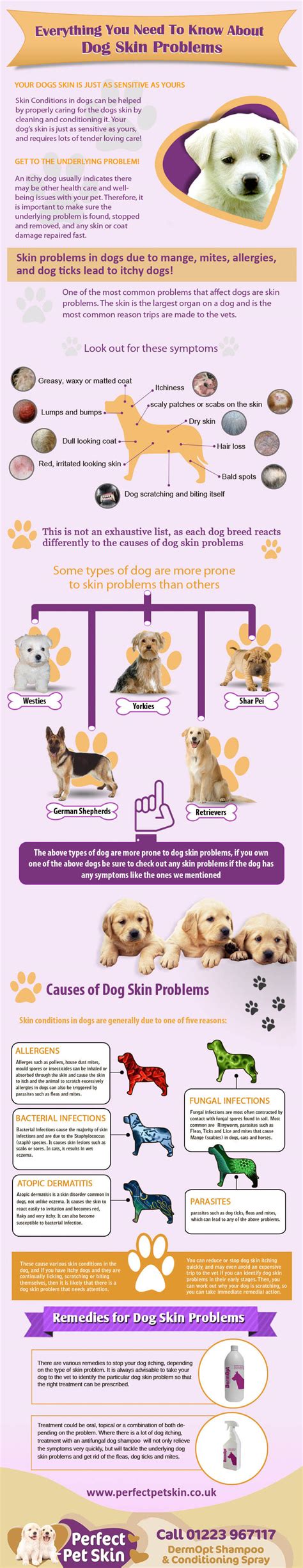 Is Wet Eczema In Dogs Contagious