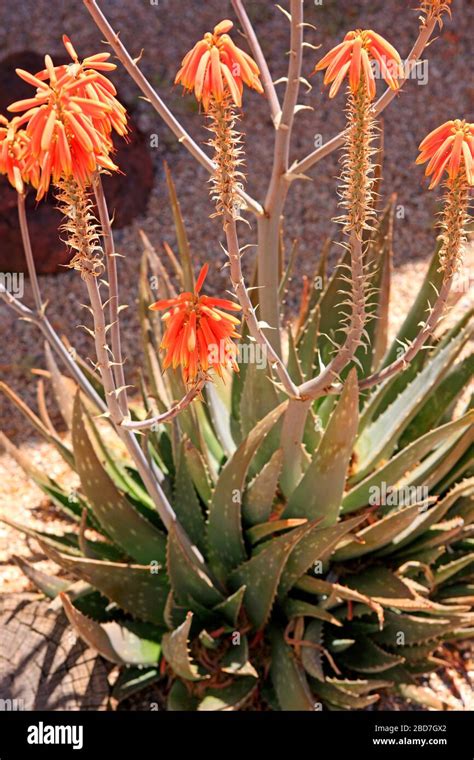 The Flowers Of The Aloe Cameronii Red Aloe Vera Plant An Evergreen