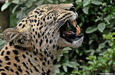 Persian Leopard Teeth Displays Showing Green Hd Wallpaper Pxfuel