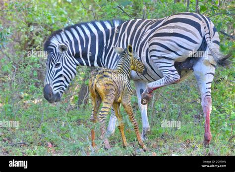 Natural Life In Africa Newborn Baby Zebra Foal Still Wet And Shiny