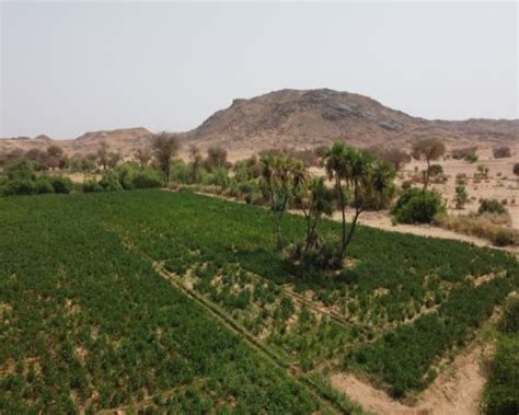 NIGER CROP CULTIVATION - LeafConAgro