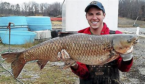 Research Raises Fresh Alarm About Asian Carp Twin Cities