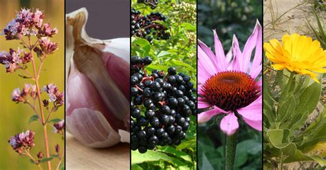 These Are 5 Of The Best Antiviral Herbs To Support Your Immune System Herbs Health And Happiness