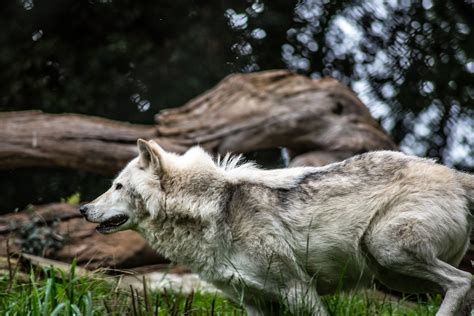 Denali Wolves Alaska Wildlife Alliance Awa