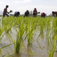 Kharif Sowing Touches New Record At Lakh Hectare Government