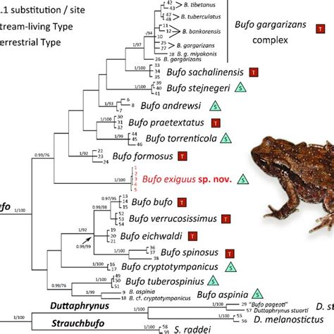 Bayesian Inference Tree Inferred From S Rrna And Co Genes The