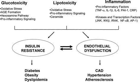 Reciprocal Relationships Between Insulin Resistance And Endothelial