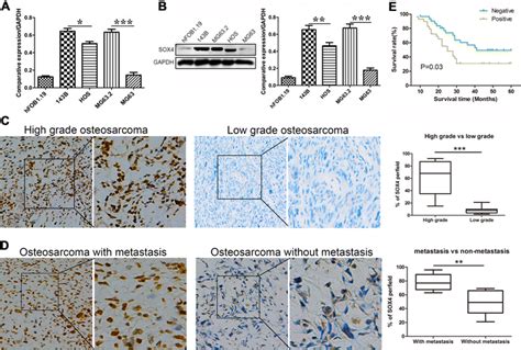 The Expression Of Sox In The Osteosarcoma Cell Lines And Tissues A