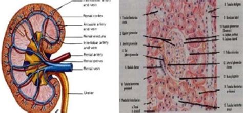 Pengertian Ginjal Anatomi Fungsi Gambaran Histologis Landasan Teori