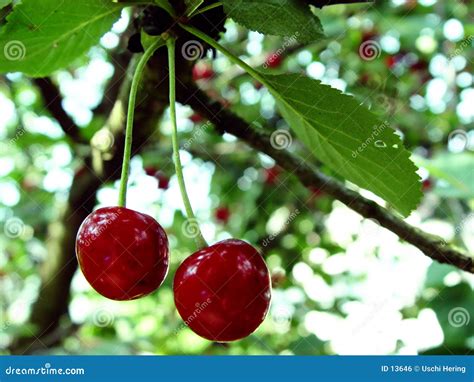 Cherries On A Tree Stock Photo Image Of Sour Tastful Taste 13646