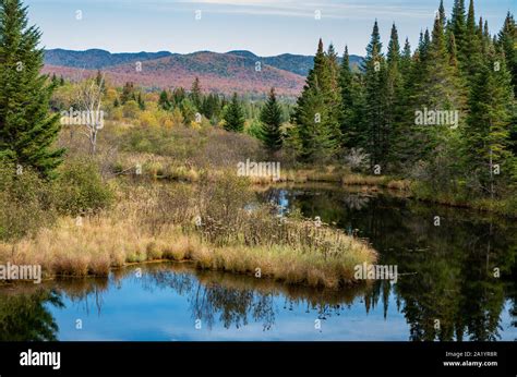 Fall Foliage In The Adirondack Mountains Along The Wilmington Flume