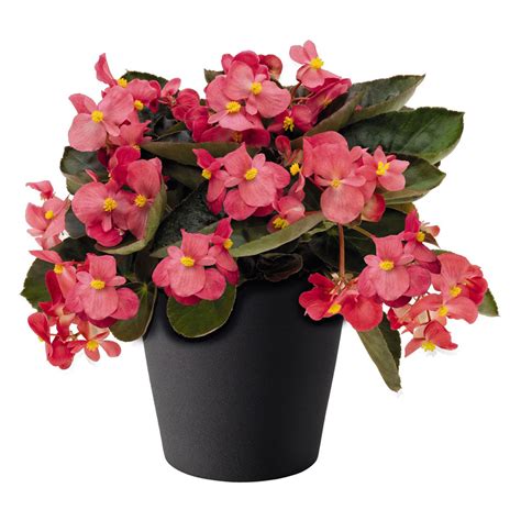 Begonia Big Rose Bronze Leaf Beekenkamp Plants