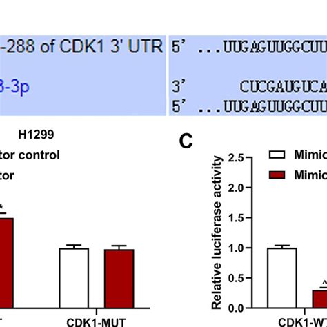 Cdk Was The Target Of Mir P A Position Of Cdk Utr