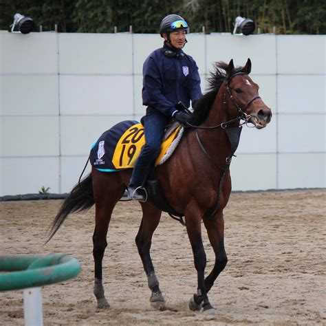 「極ウマpog捜査官」ニッカン全力2歳馬追跡 On Twitter 【藤沢和雄記念】今朝の レッドモンレーヴ（牡3、蛯名正）です