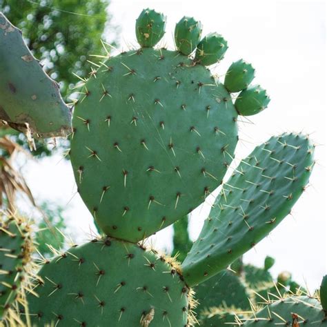 Kakteen Samen Winterhart Kaktus Pflanze Cactus Fleischfressende