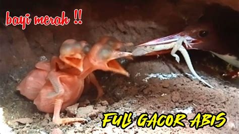 Bikin Merinding Bayi Merah Sudah Di Kasih Makan Cicak Babon Sampai