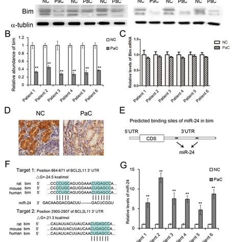 The Expression Patterns Of Bim And Mir In Pac Tissues A Western