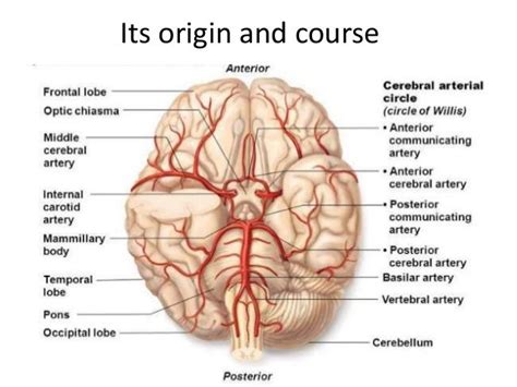 Mca anatomy