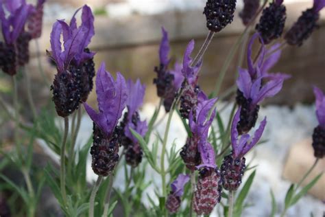 Gardening: French Lavender