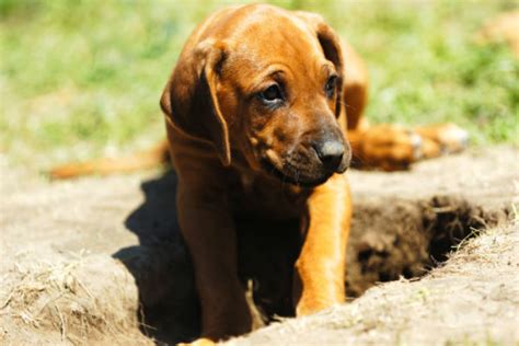 Why Do Dogs Dig? - American Kennel Club