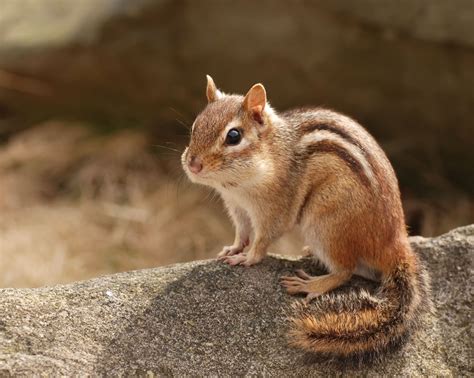 Chipmunk - Natural History on the Net