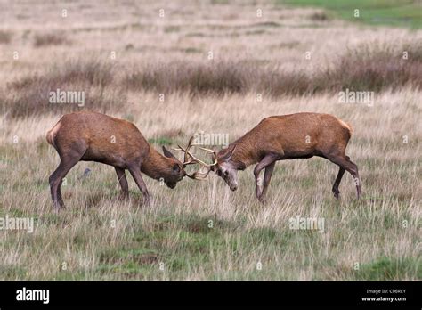 Red Deer Bucks Practicing The Rut Stock Photo Alamy